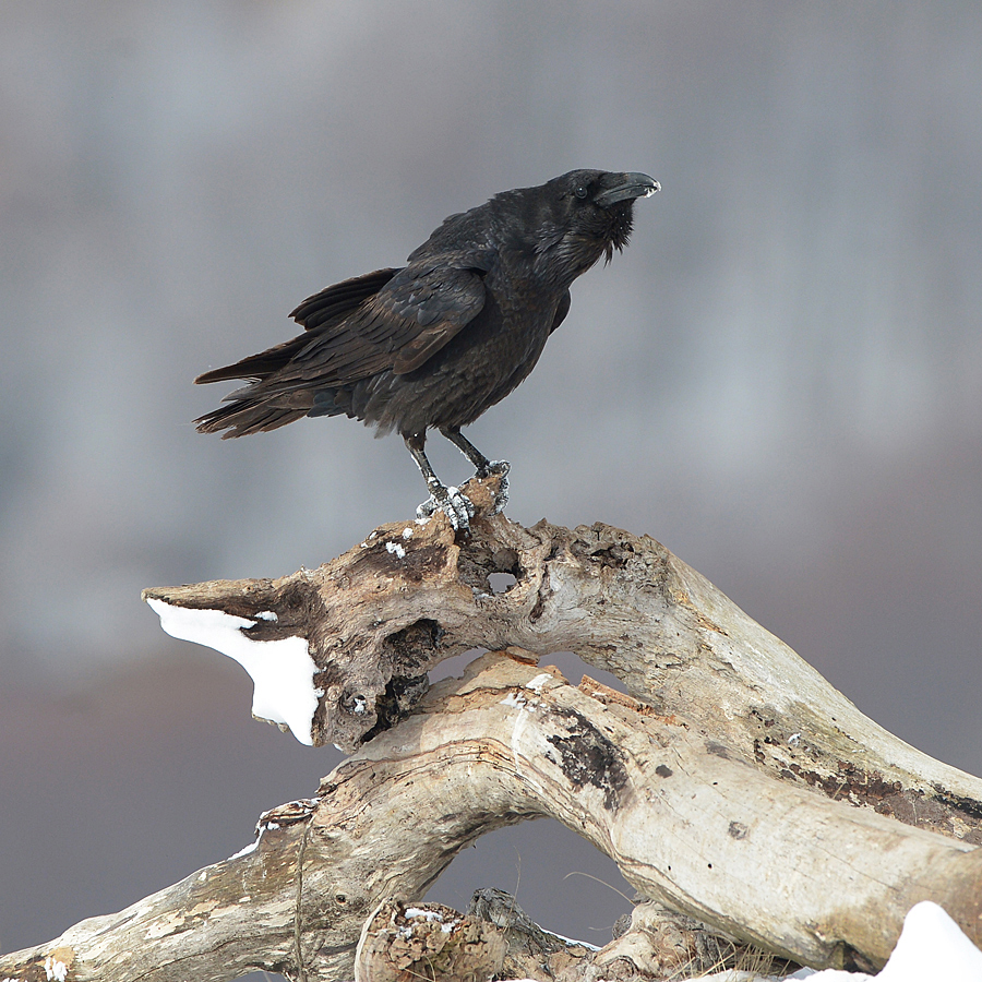 Raven (Raaf)