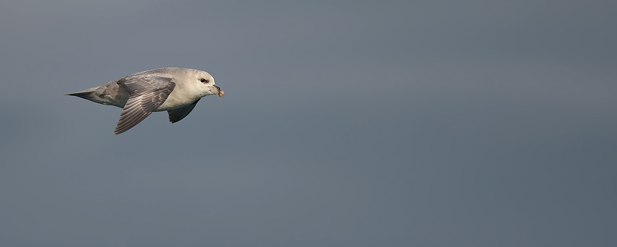 Northern Fulmar (Noordse Stormvogel)
