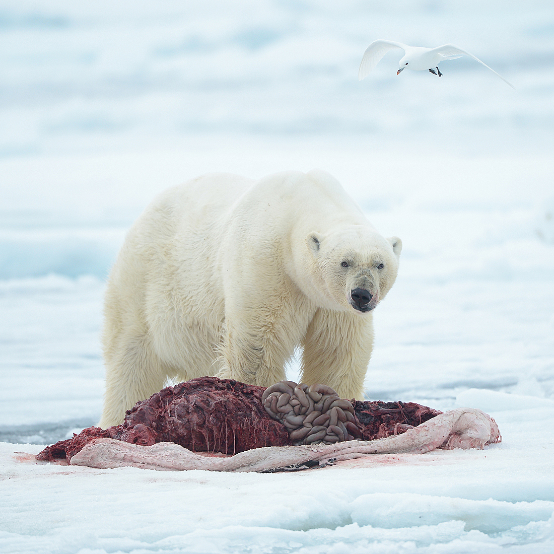 Ivory Gull circling Polar Bear with prey.