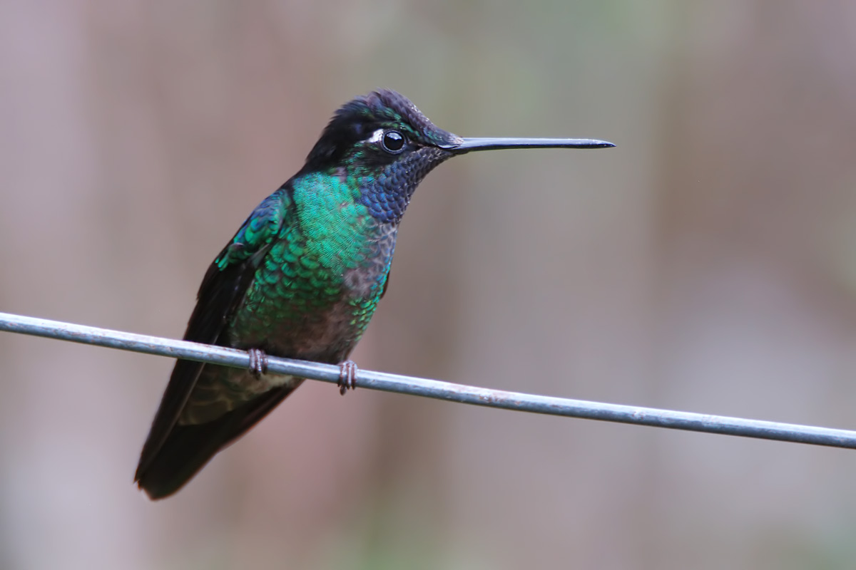Magnificent Hummingbird (Rivoli-kolibri)