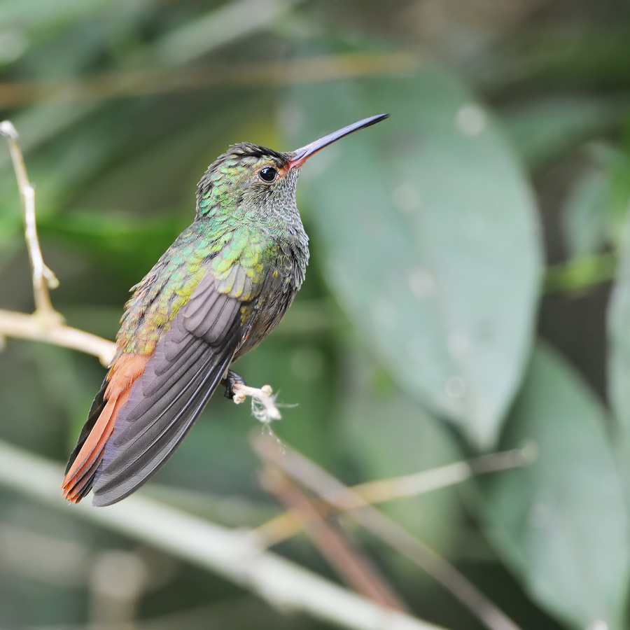 Rufous-tailed Hummingbird (Roodstaartamazilia)