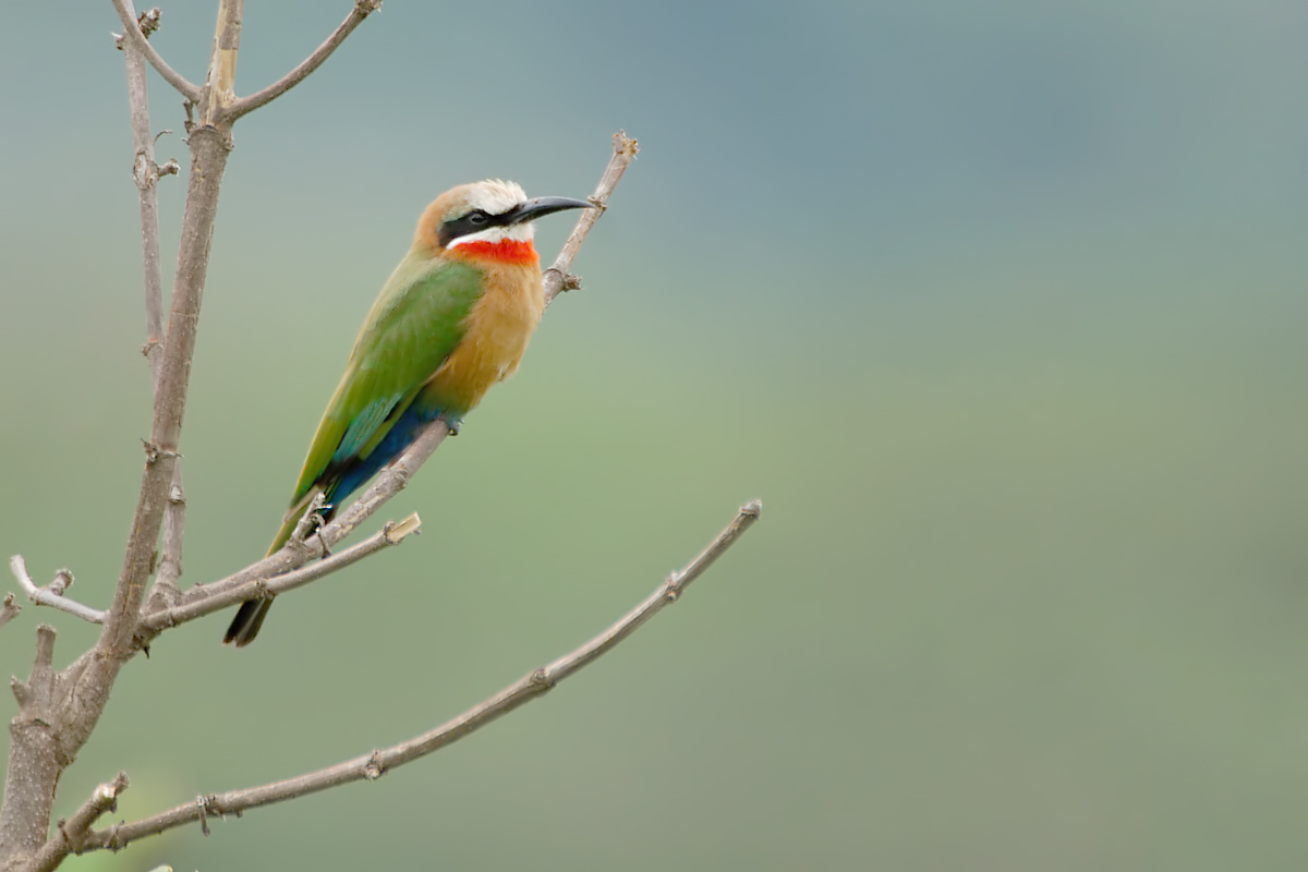 White-fronted Bee-eater (Witkapbijeneter)