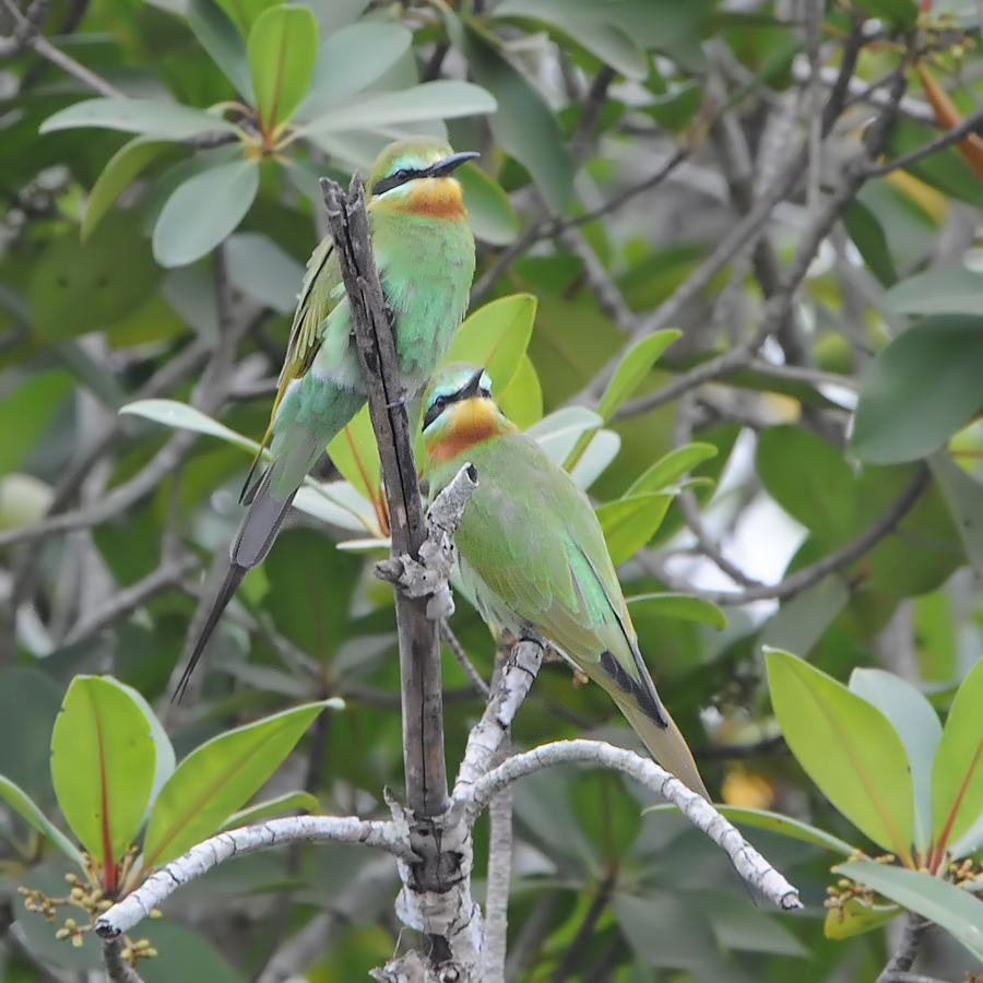 Blue-cheeked Bee-eater (Groene Bijeneter)
