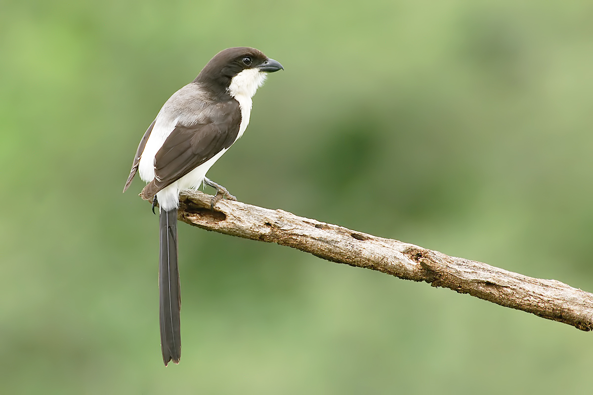 Long-tailed Fiscal (Cabanis