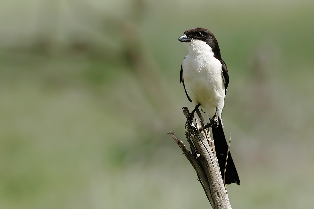 Long-tailed Fiscal (Cabanis