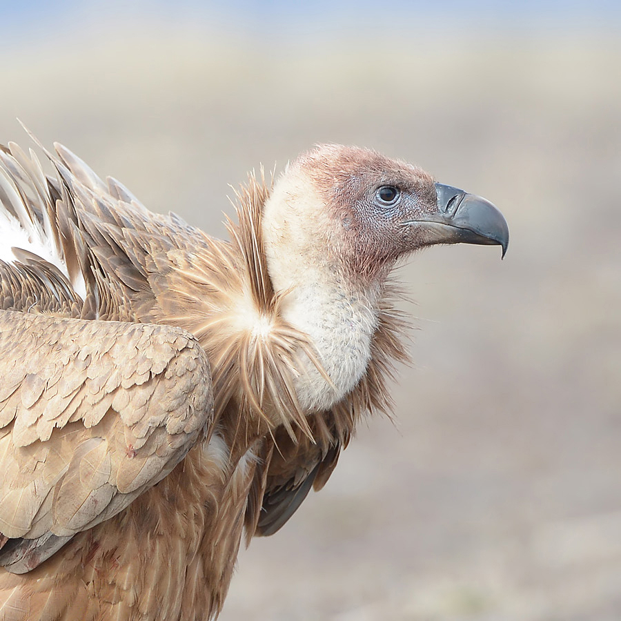 Griffon Vulture (Vale Gier)