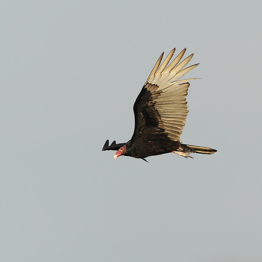 Turkey Vulture (Kalkoengier)