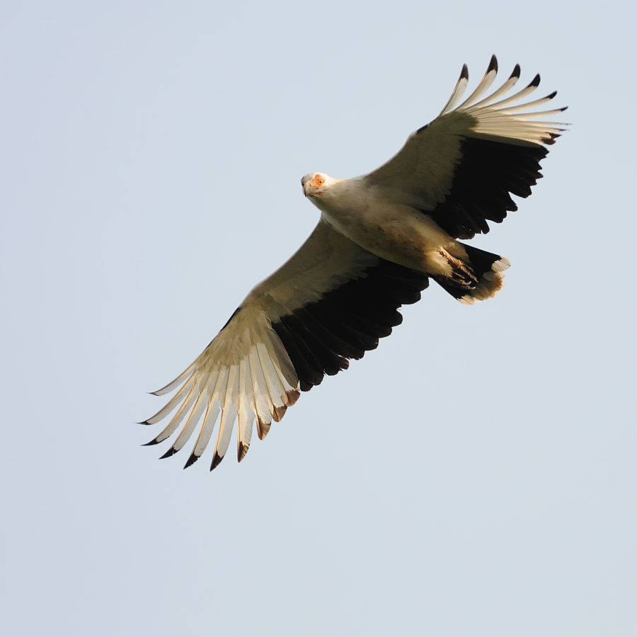 Palm-nut Vulture (Palmgier)p