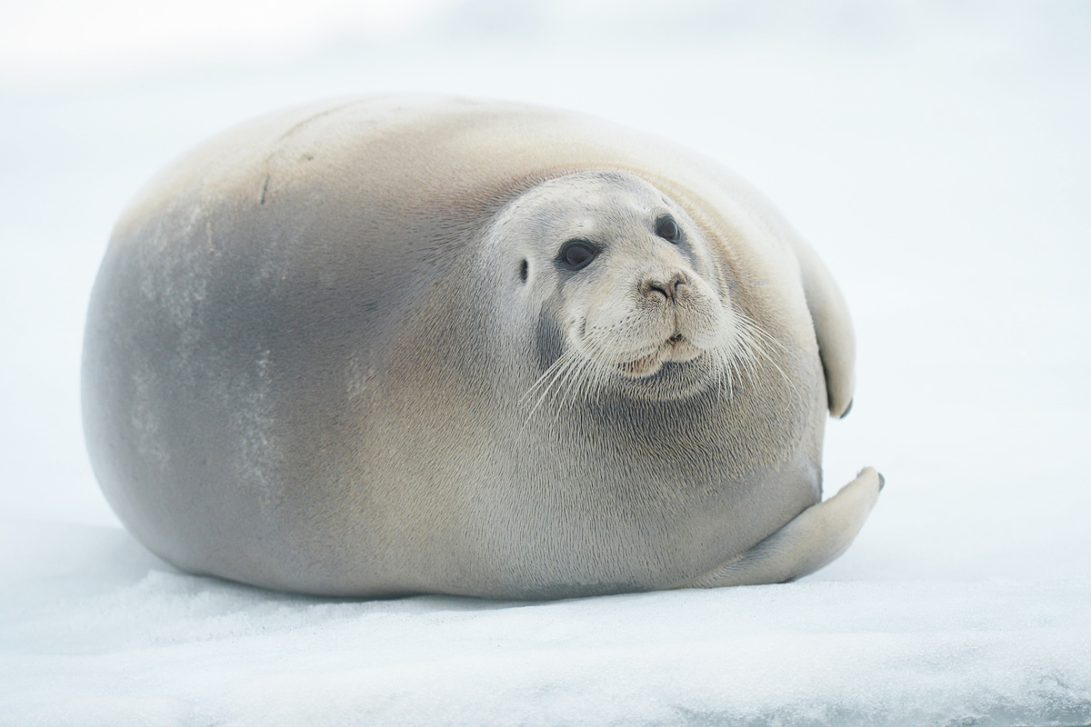 Bearded seal (Baardrob)