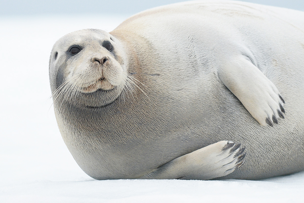 Bearded seal (Baardrob)