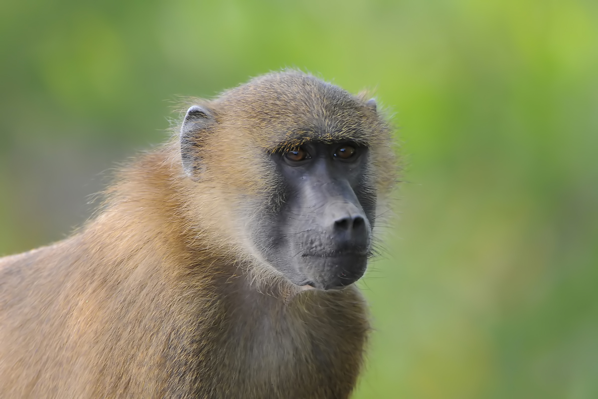 Guinea baboon (Bruine Baviaan)