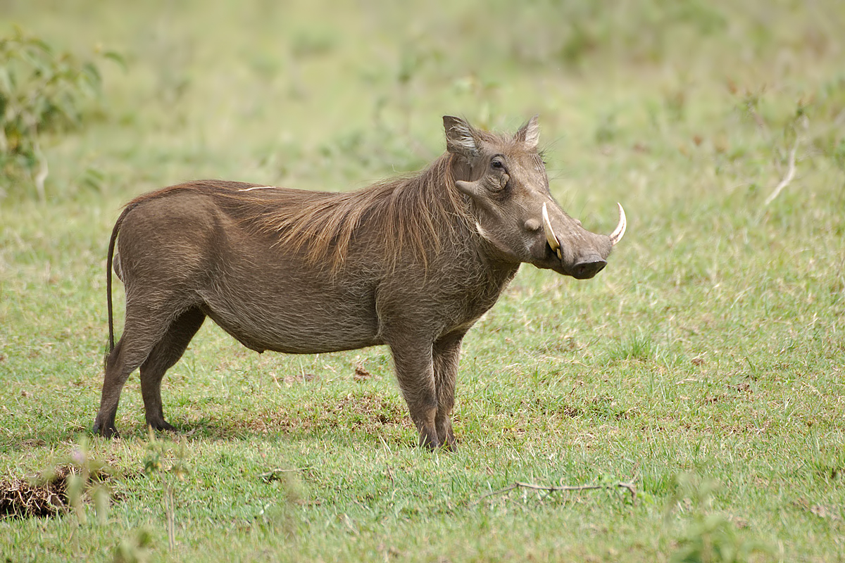 Warthog (Wrattenzwijn)