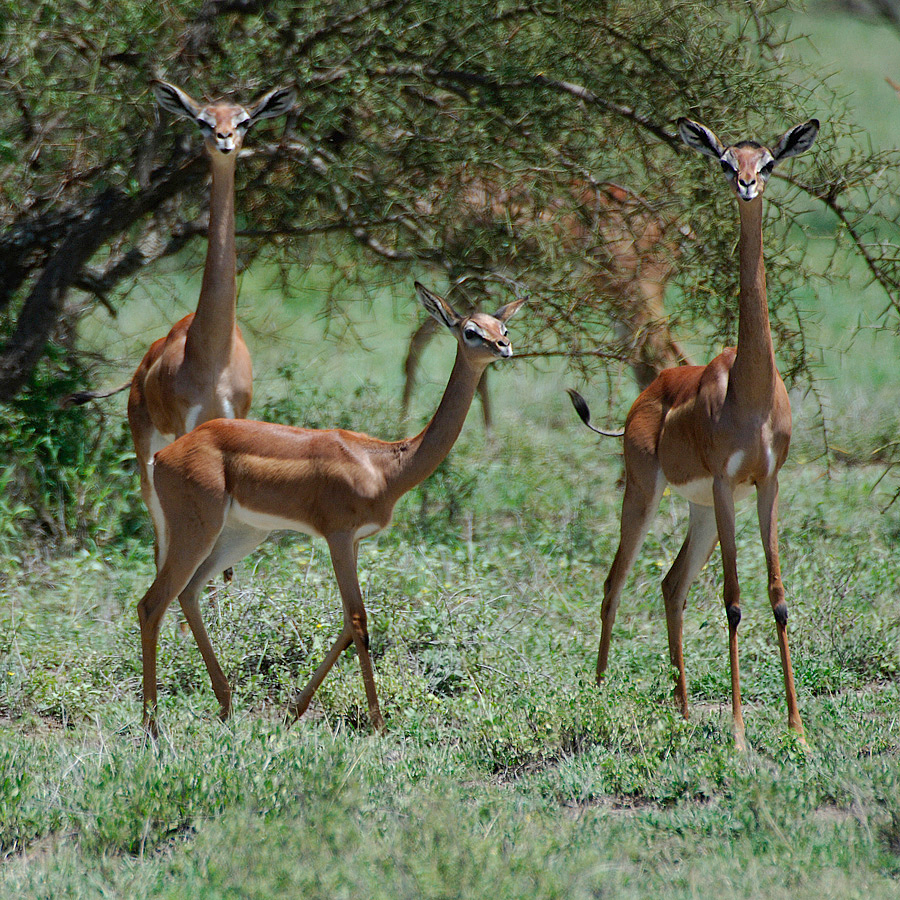 Gerenuk (Girafgazelle)