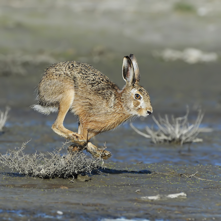 Hare (Europese Haas)