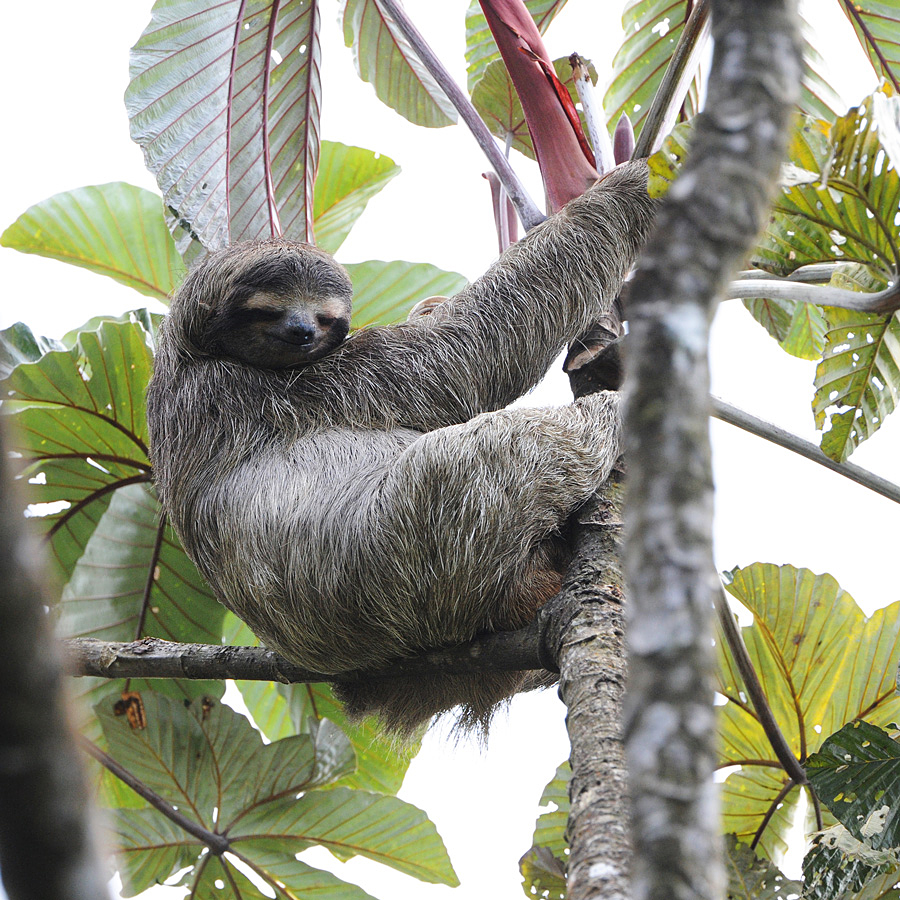 Brown-throated Three-toed Sloth (Kapucijnluiaard)