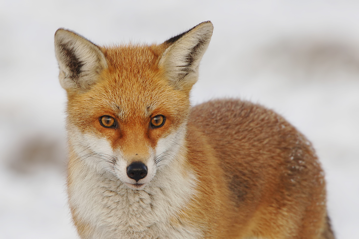 Fox (Vos)