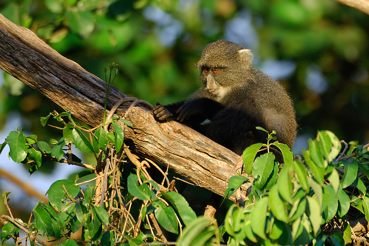 Sykes Monkey (Sykes Aap)