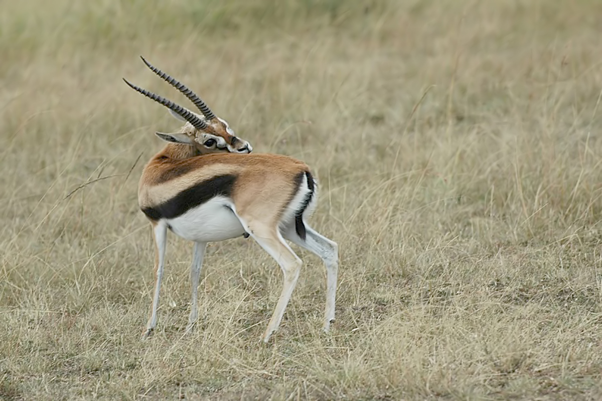 Thomsons gazelle (Thomsongazelle)