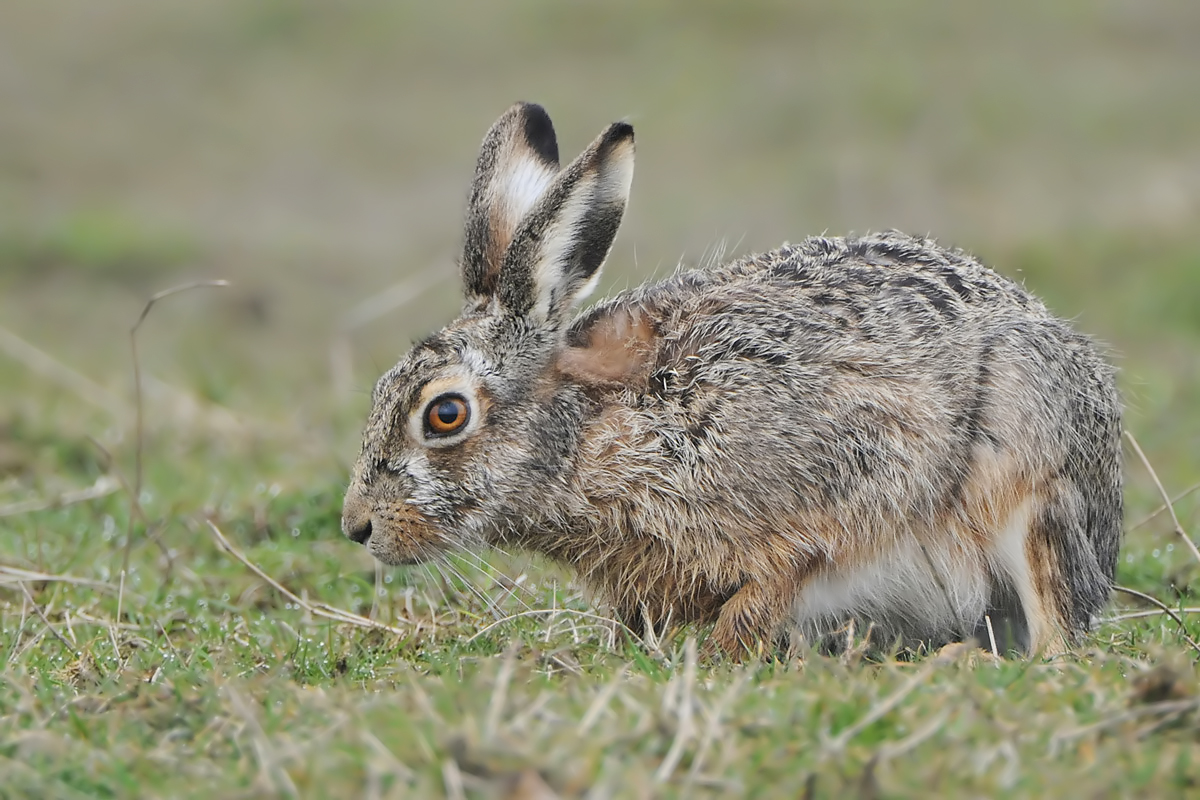 Hare (Europese Haas)