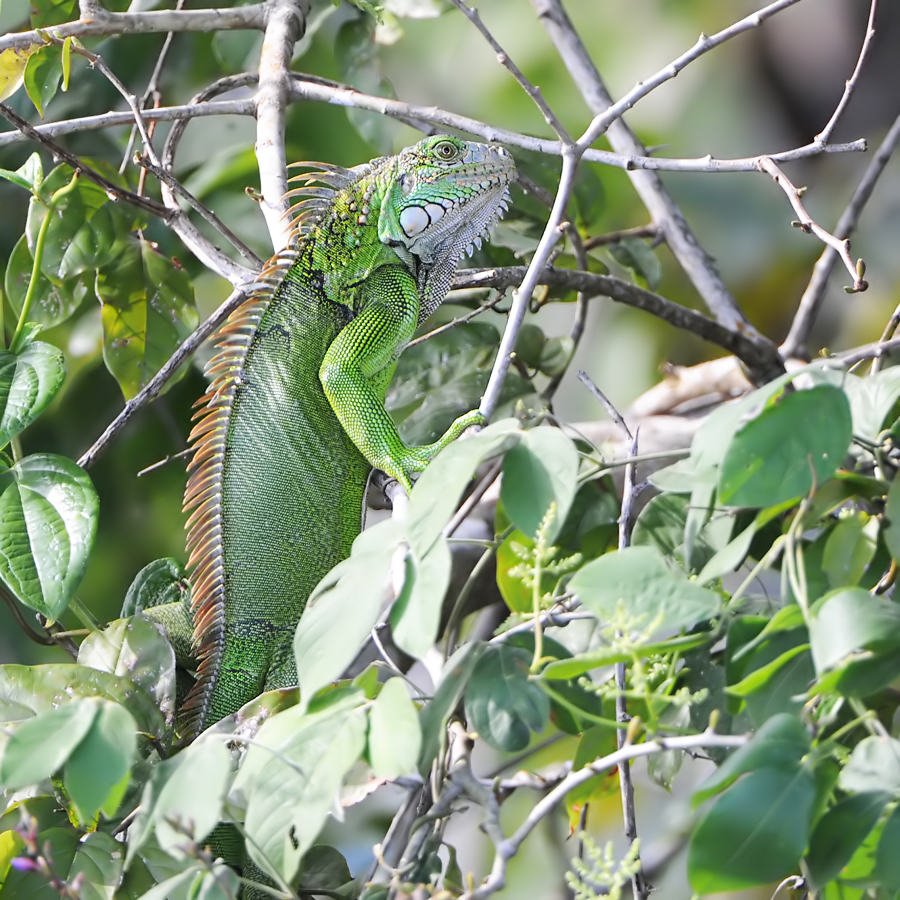 Green Iguana (Groene leguaan)
