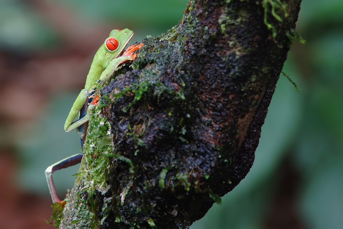 Red-eyed Tree Frpg (Roodoog Makikikker)