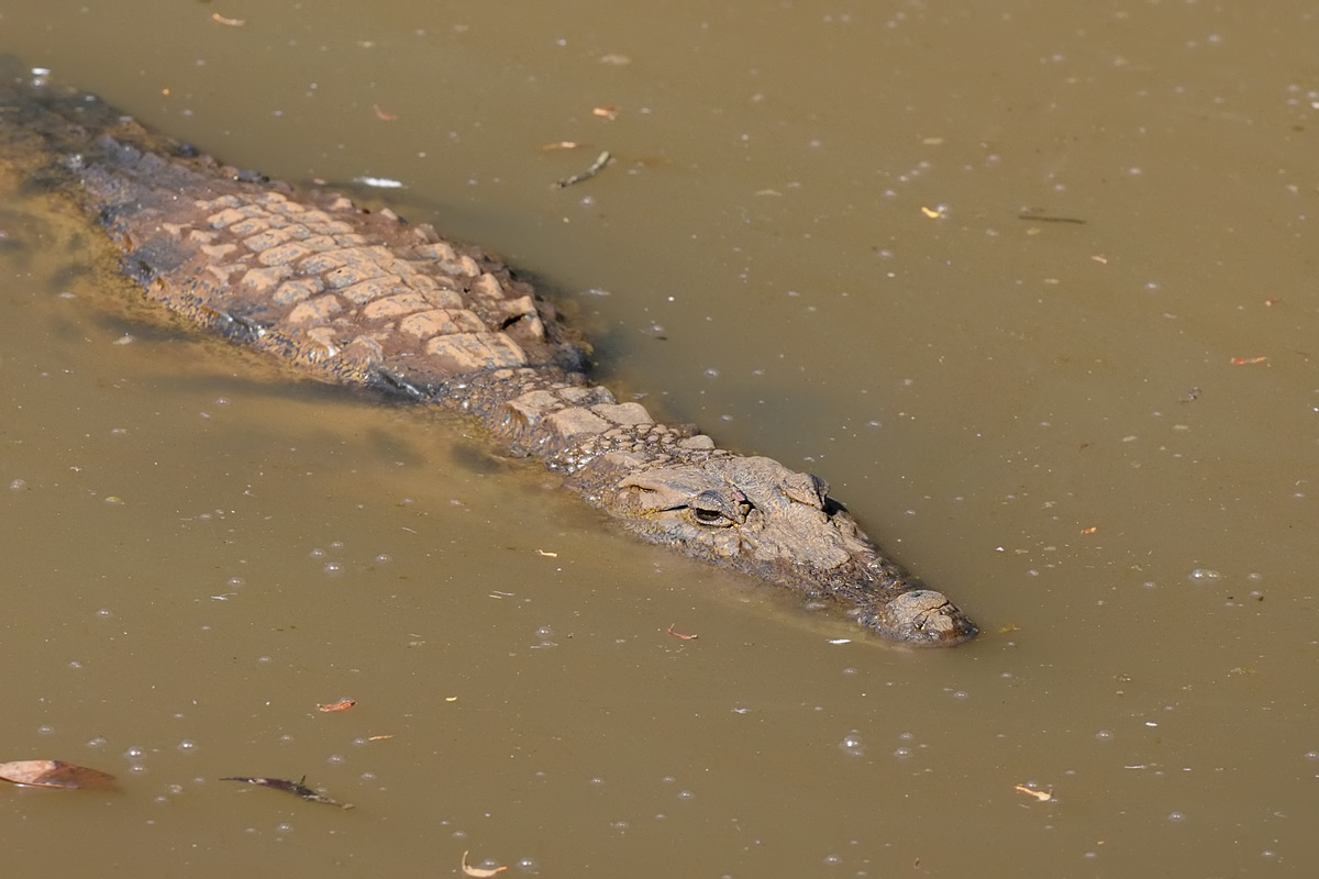 Nile Crocodile (Nijlkrokodil)