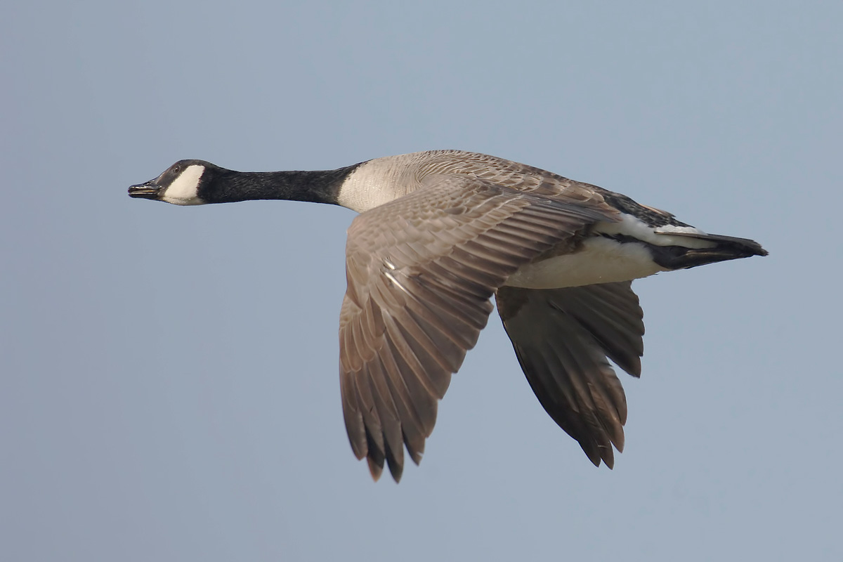 Canada Goose (Canadese Gans)