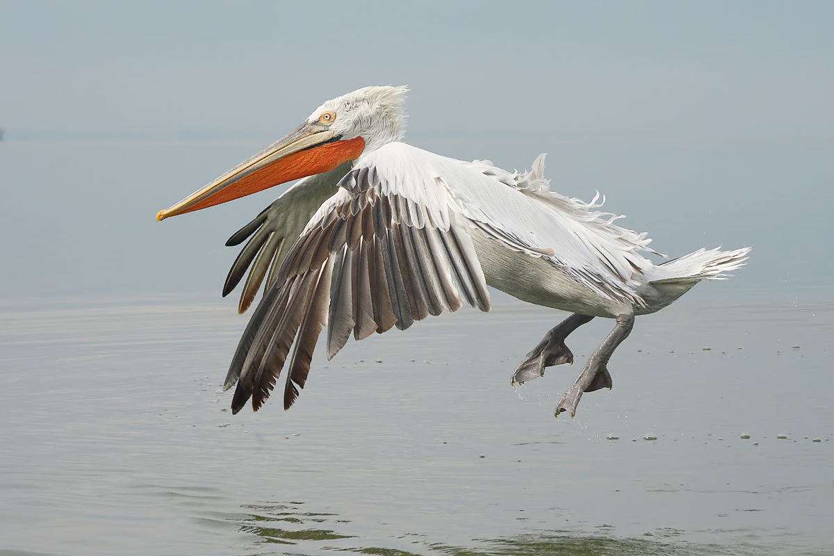 Dalmatian Pelican.