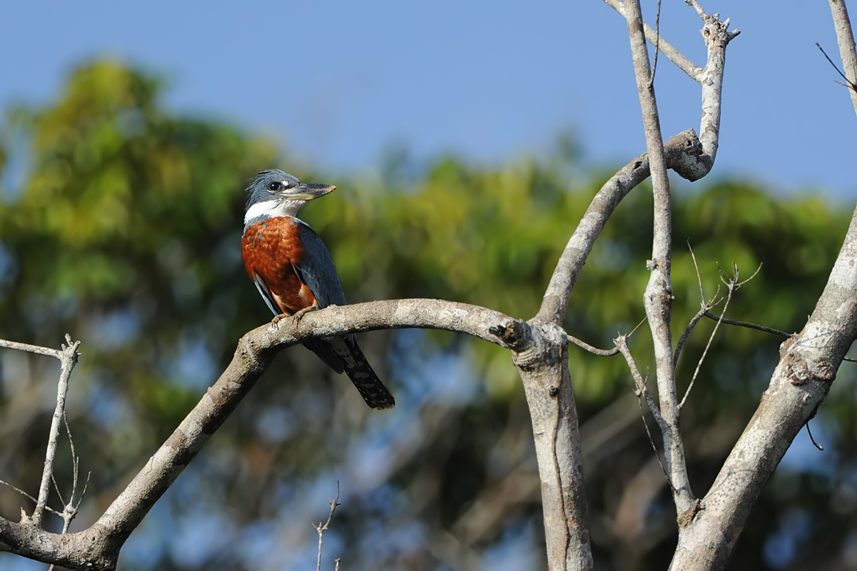Ringed Kingfisher (Amerikaanse Reuzenijsvogel)