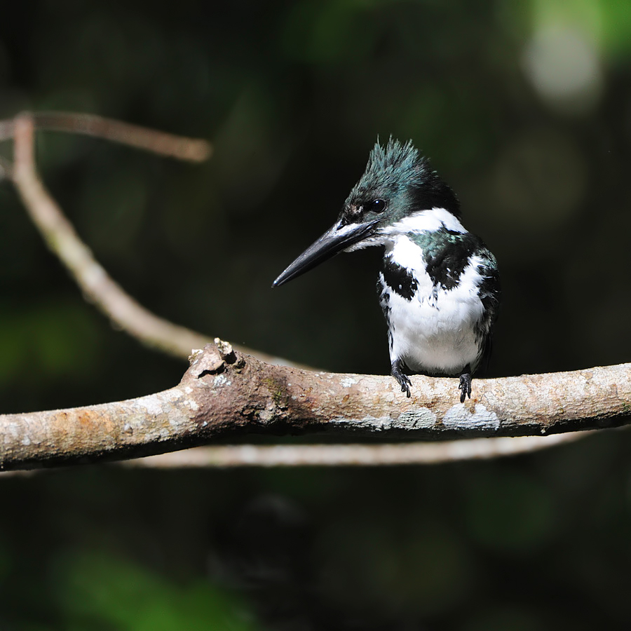 Amazon Kingfisher (Amazone-ijsvogel)