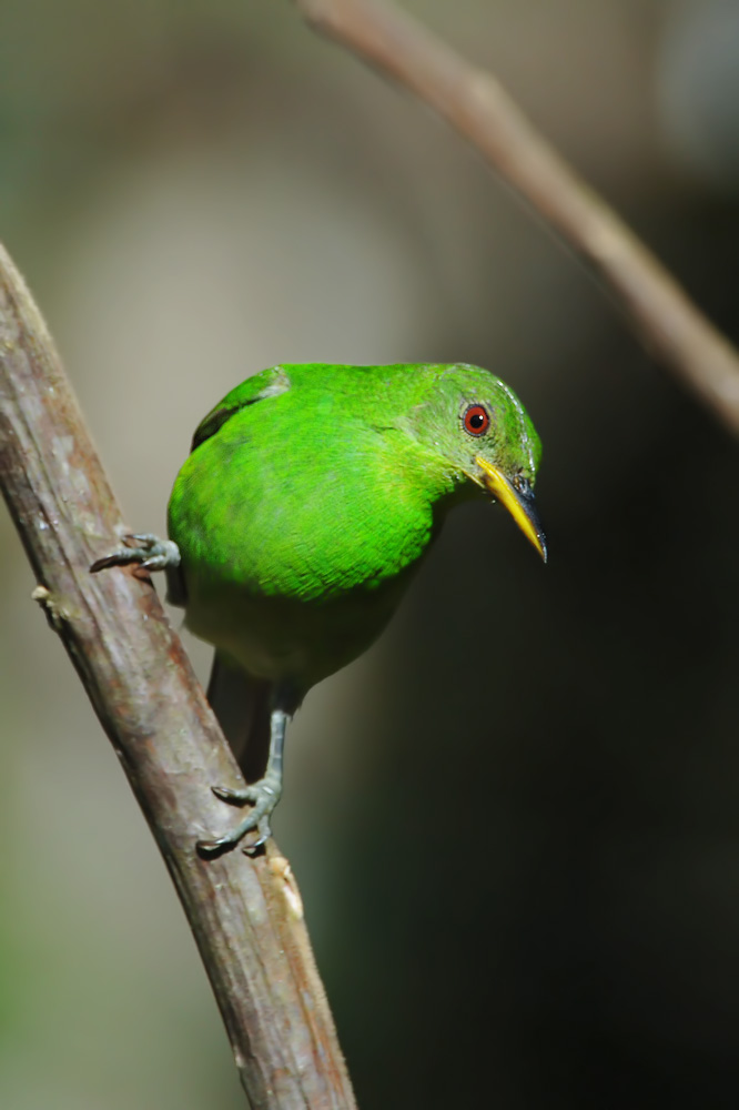 Green Honeycreeper (Groene Suikervogel)