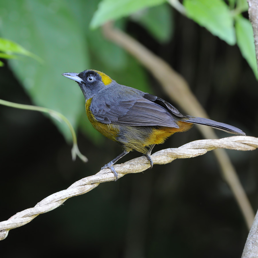 Dusky-faced Tanager (Roetmaskertangare)