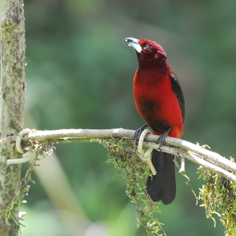 Crimson-backed Tanager (Roodbuik-tangare)