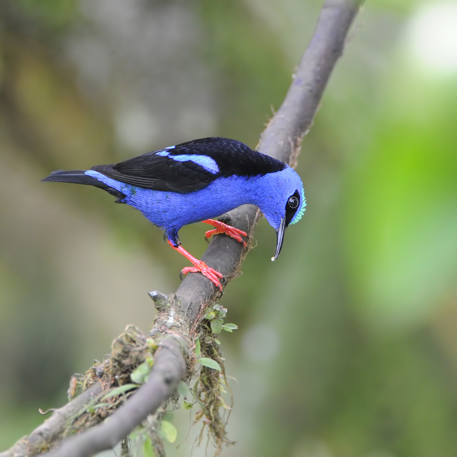 Red-legged Honeycreeper (Blauwe Suikervogel)