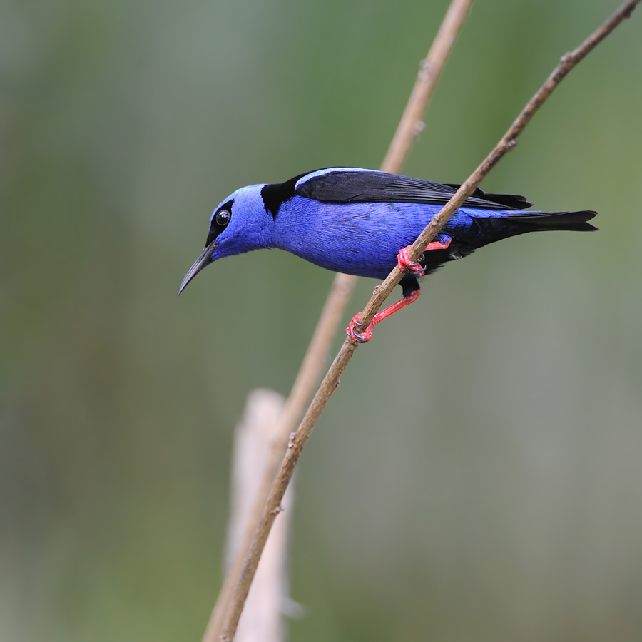 Red-legged Honeycreeper (Blauwe Suikervogel)