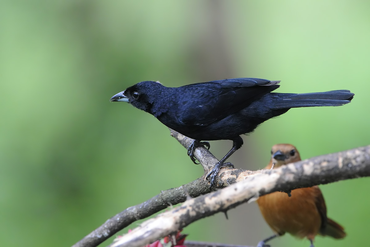 White-lined Tanager (Zwarte Tangare)