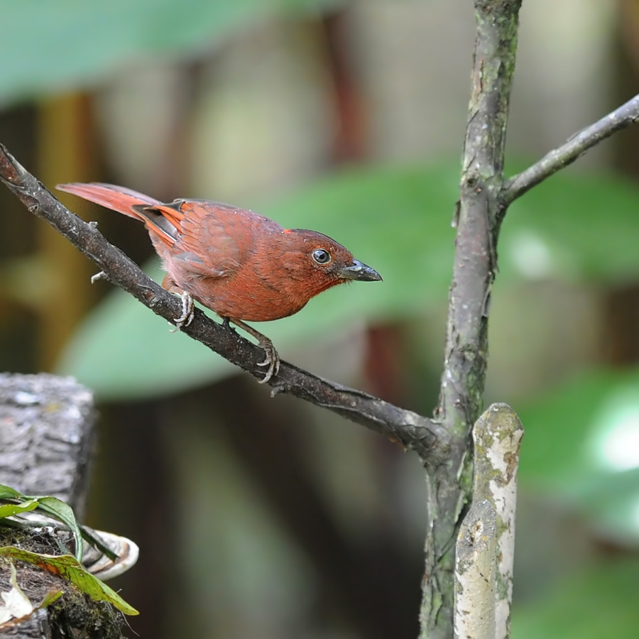 Red-crowned Ant-tanager (Rode Miertangare)