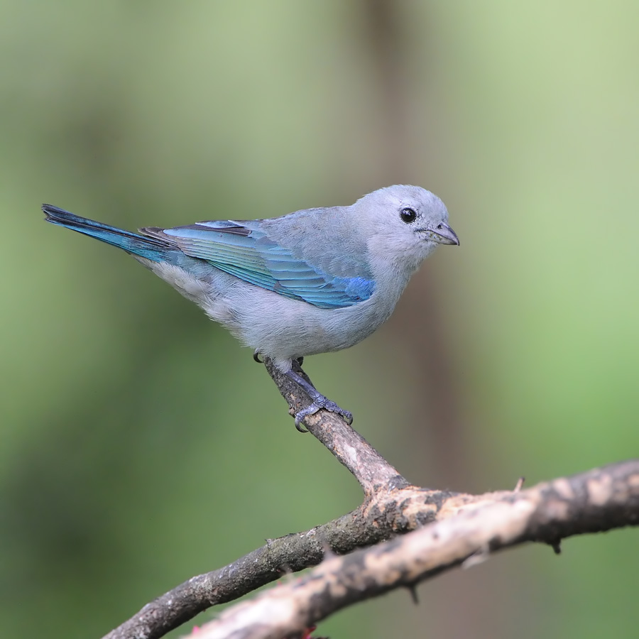 Blue-gray Tanager (Bisschopstangare)
