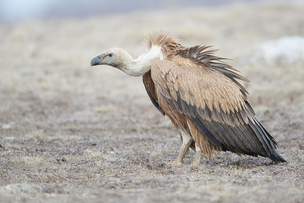 Griffon Vulture (Vale Gier)