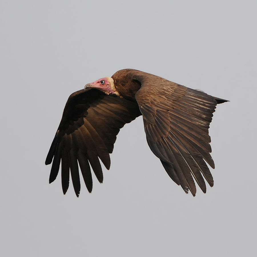 Hooded Vulture (Kapgier)