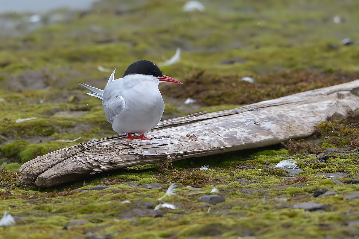 Arctic Tern (Noordse Stern)