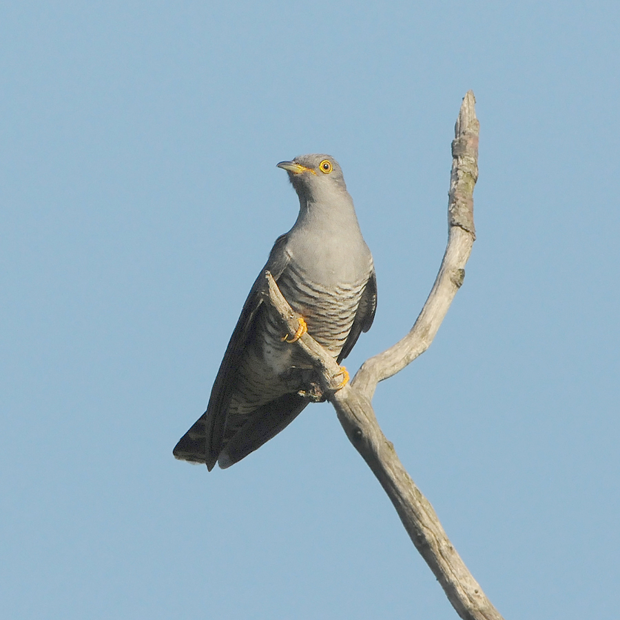 Common Cuckoo (Koekoek)