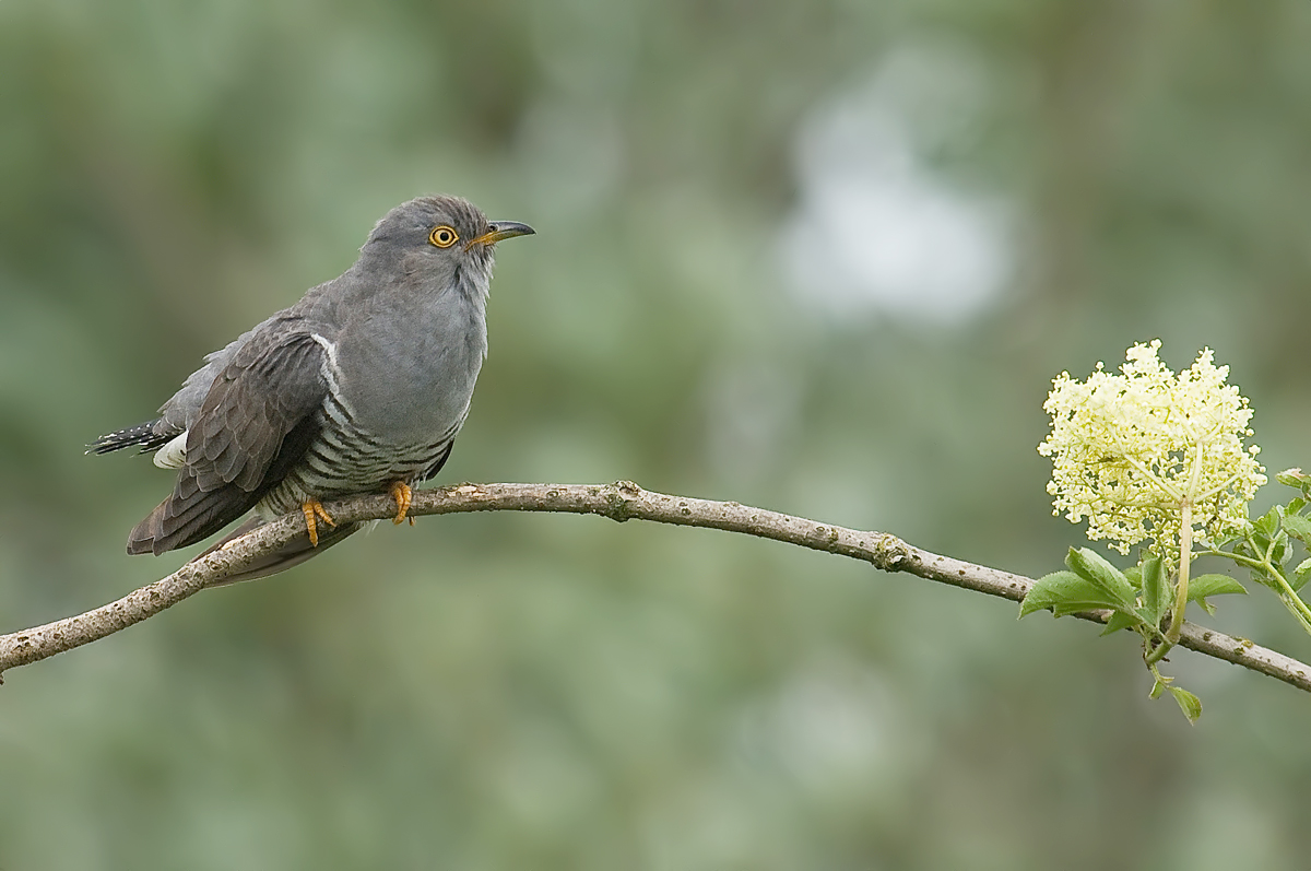 Common Cuckoo (Koekoek)