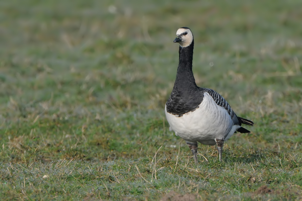 Barnacle Goose (Brandgans)