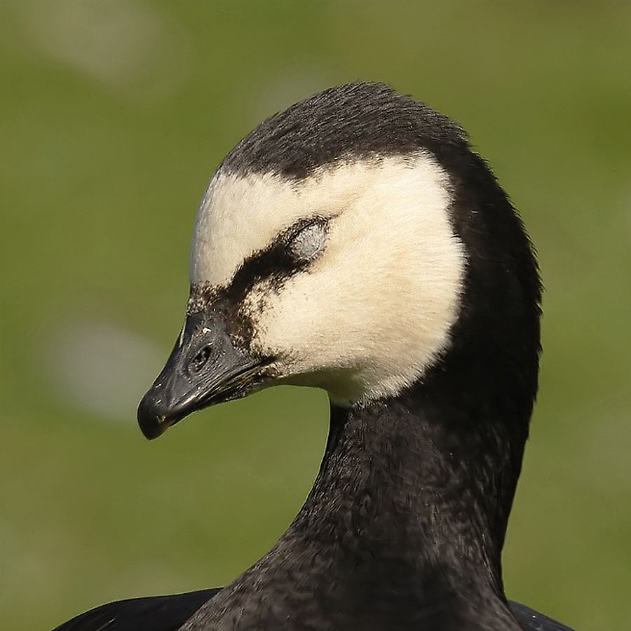 Barnacle Goose (Brandgans)