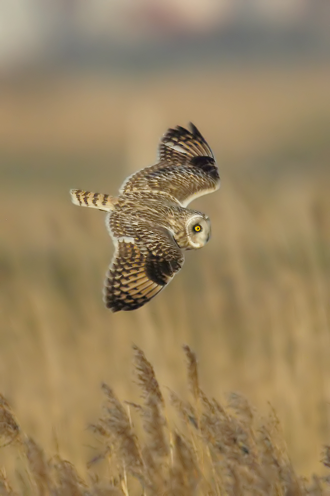 Short-eared Owl (Velduil)