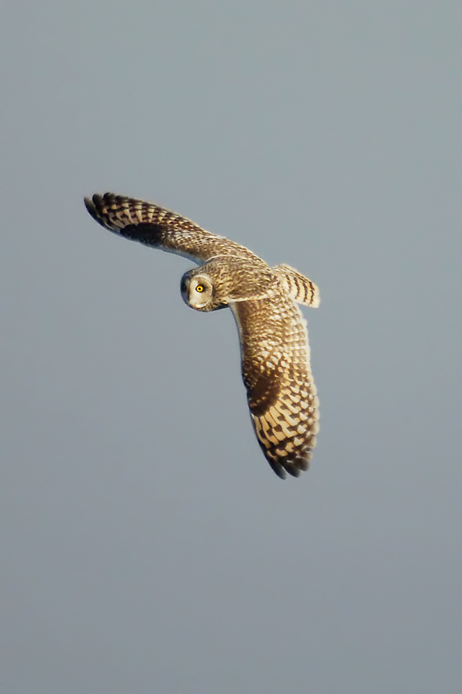 Short-eared Owl (Velduil)