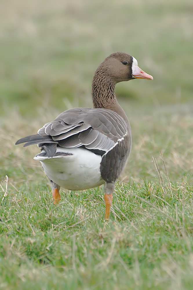 White-fronted Goose (Kolgans)