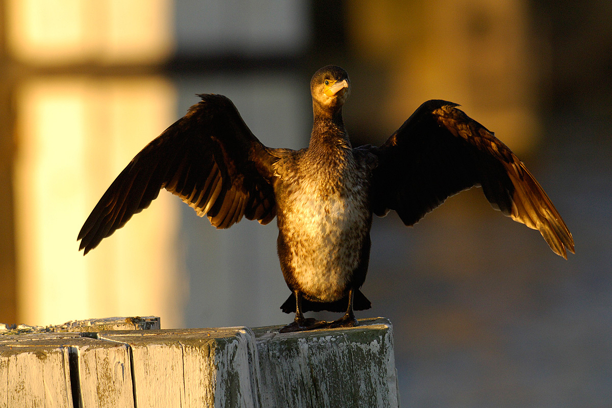 Cormorant (Aalscholver)