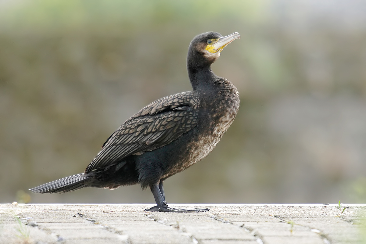 Cormorant (Aalscholver)